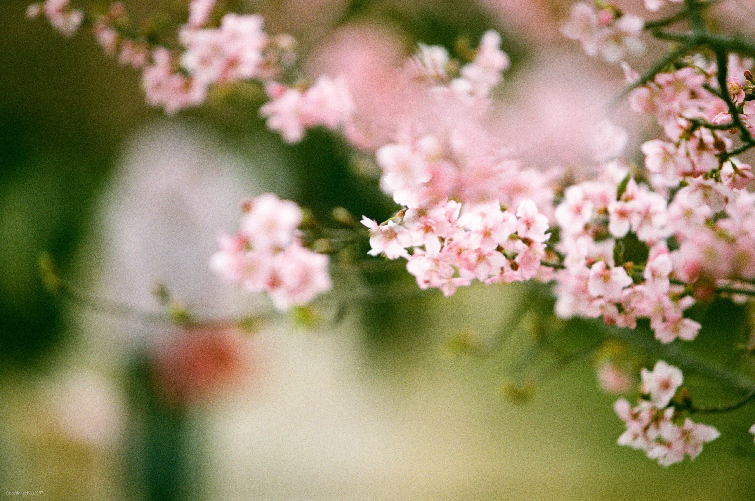 淀の河津桜