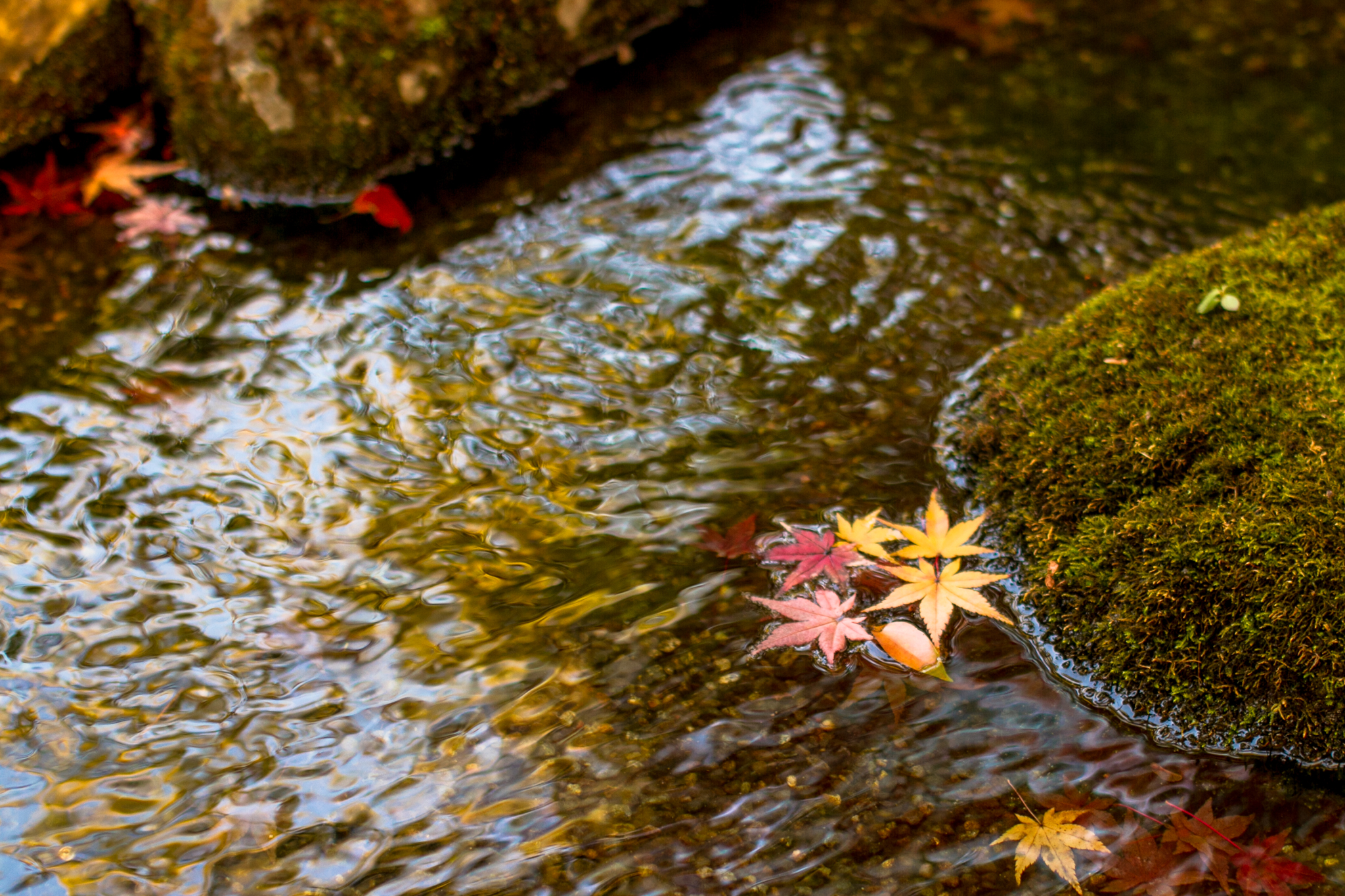 城南宮 庭園を流れる川と紅葉